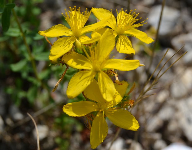 valsamohorto